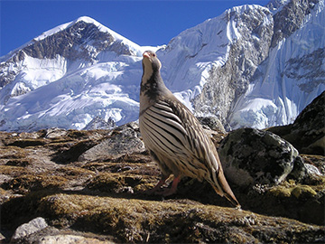 Annapurna Base Camp Trekking